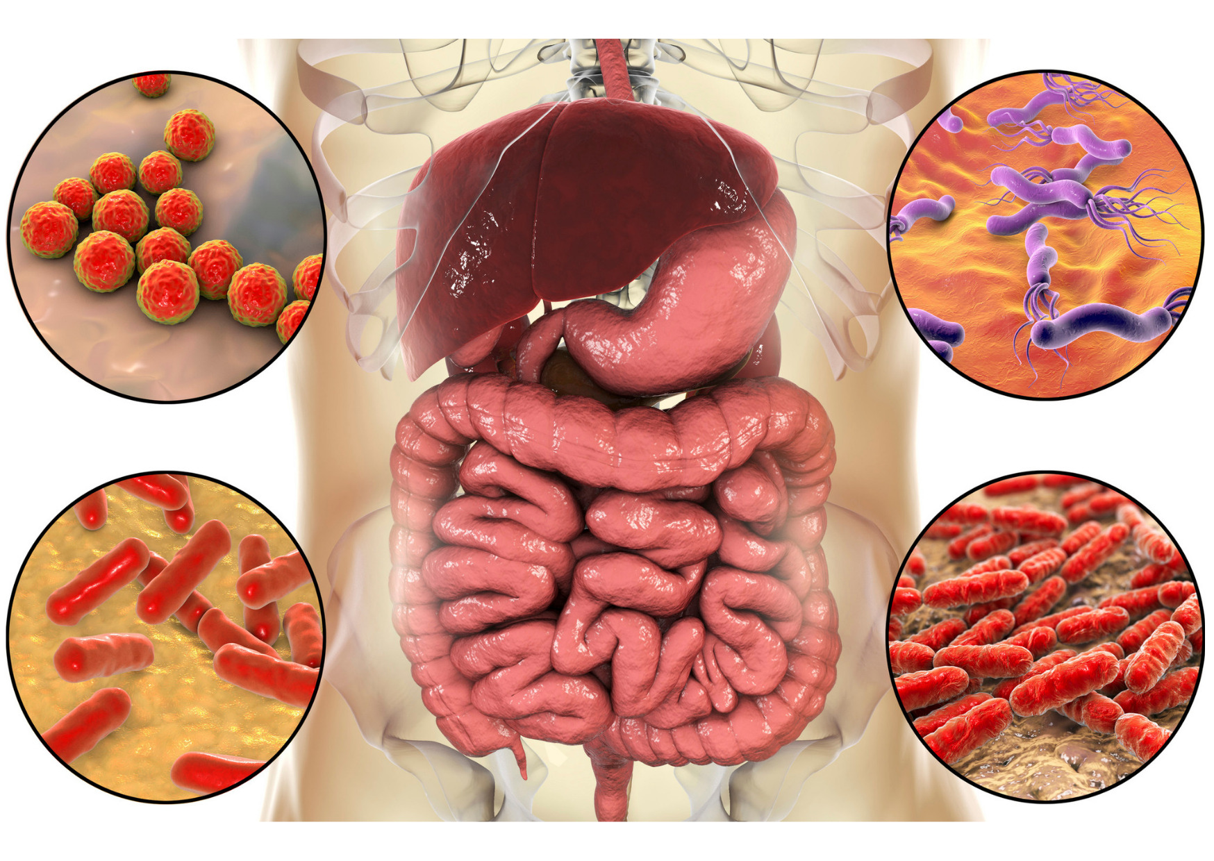 microbiota